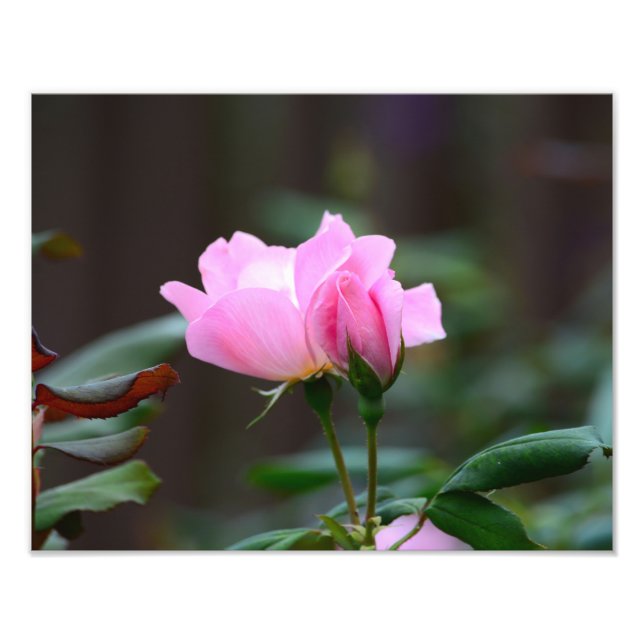 Blushing Knock Out Rose Photo Enlargement (Front)