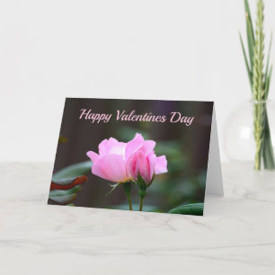 Blushing Knock Out Rose Valentines Day Card
