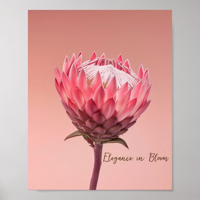 Blushing Majesty: Pink Protea Bloom Poster (Front)