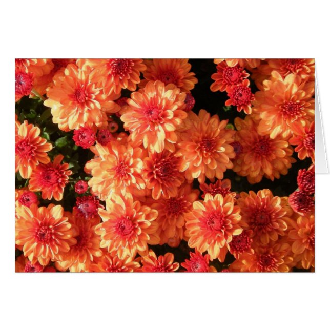 "Blushing Orange Mums" (Front Horizontal)