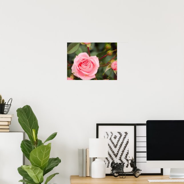 Blushing Pink Rose Macro Poster (Home Office)