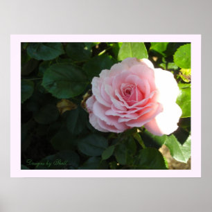 Blushing Pink Rose Poster