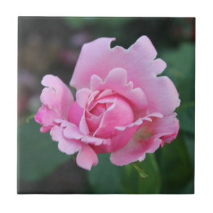 Blushing Rosebud Ceramic Tile