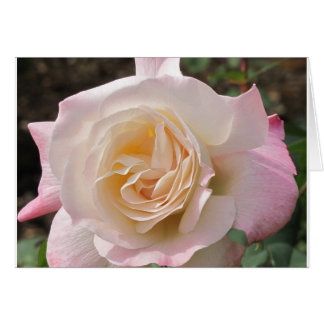 Blusing Pink Rose