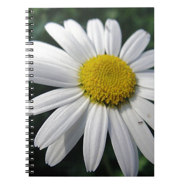 Blütenzentrum weisse Margerite Notebook (Front)