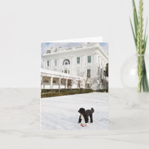 Bo Obama Note Card - Rose Garden