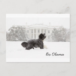 Bo Obama Postcard