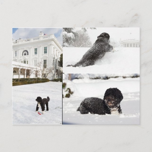 Bo "The Obama Family dog" in the snow postcard (Front)