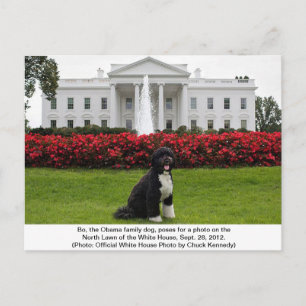 Bo- The Obama Family dog Postcard