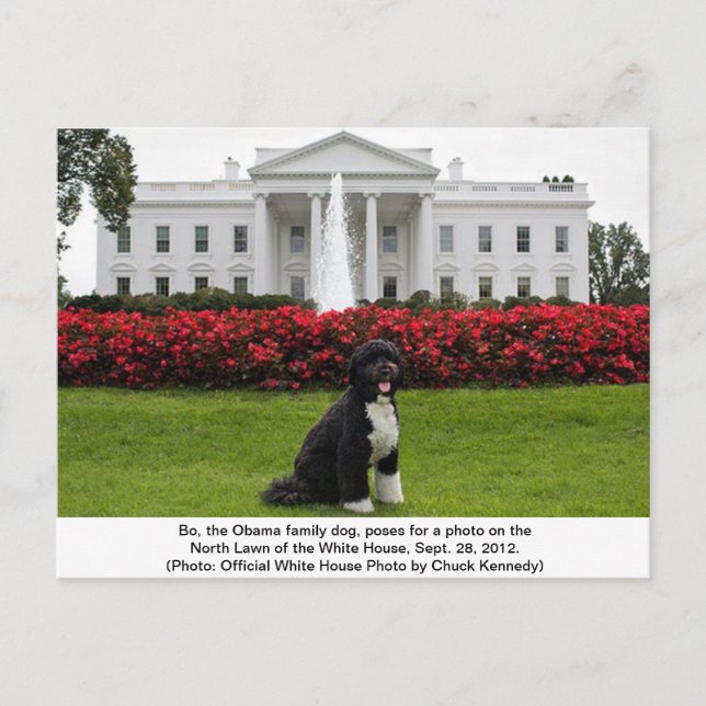 Bo- The Obama Family dog Postcard (Front)