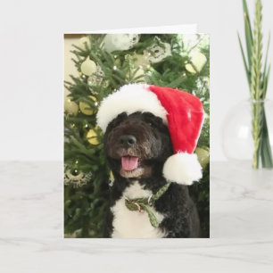 Bo waiting for Santa - Greeting Card