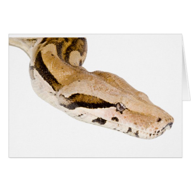 Boa Constrictor (Front Horizontal)
