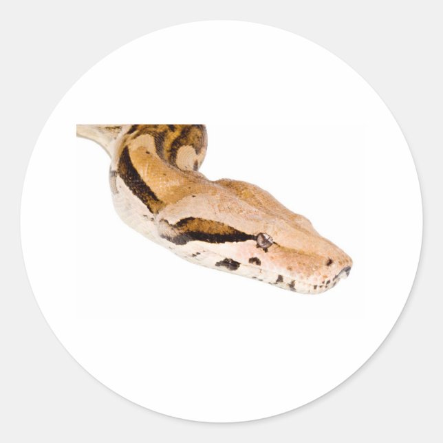 Boa Constrictor Classic Round Sticker (Front)