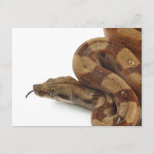 Boa Constrictor Coiled, Flicking Tongue Postcard