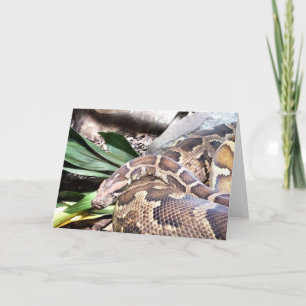 Boa constrictor holiday card