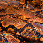 Boa Constrictor Photo Sculpture Decoration<br><div class="desc">Not sure if this is a python or a Boa...  But am pretty sure it is a Boa. It's a very cool snake skin either way.</div>
