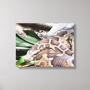 Boa constrictor reptile canvas print