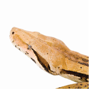 Boa Constrictor Standing Photo Sculpture