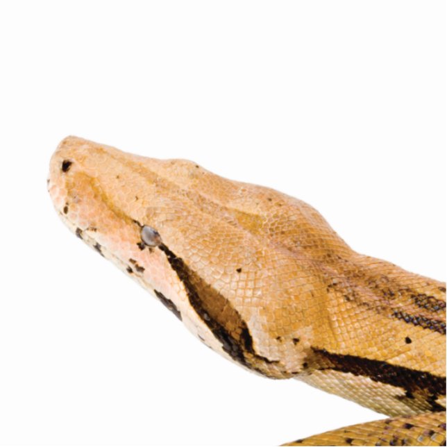 Boa Constrictor Standing Photo Sculpture (Front)