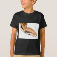 Boa Constrictor