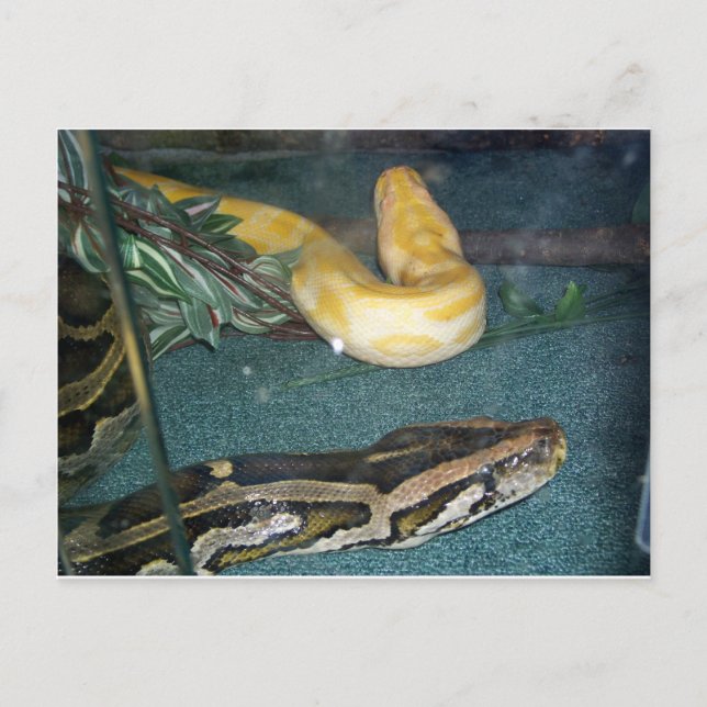 Boa Couple, 1 Postcard (Front)