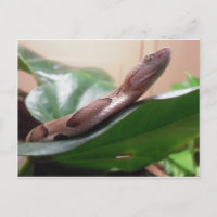 Boa Photograph