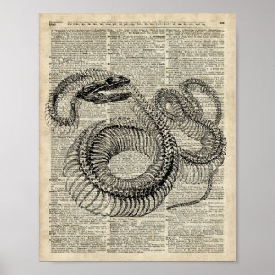 Boa Snake Skeleton Vintage Dictionary Page Art Poster