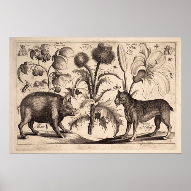  Boar and Mastiff Poster (Front)