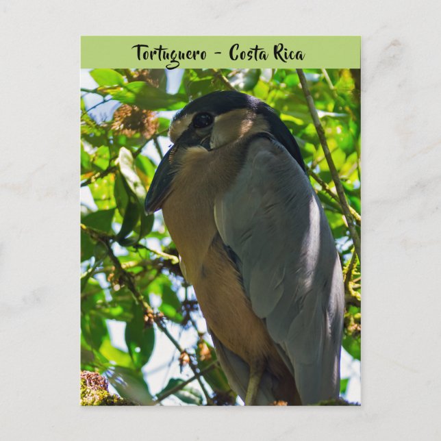 Boat-billed Heron in Tortuguero - Costa Rica Postcard (Front)