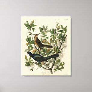 Boat-tailed Grackle - Audubon's Birds of America  Canvas Print