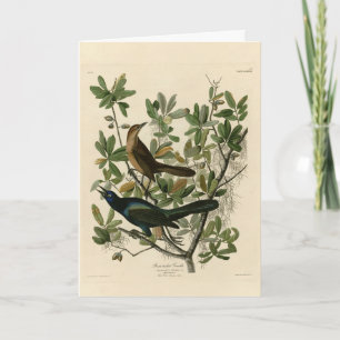 Boat-tailed Grackle - Audubon's Birds of America  Card