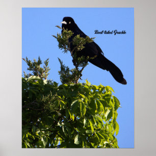 Boat-tailed Grackle Poster