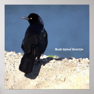 Boat-tailed Grackle Poster