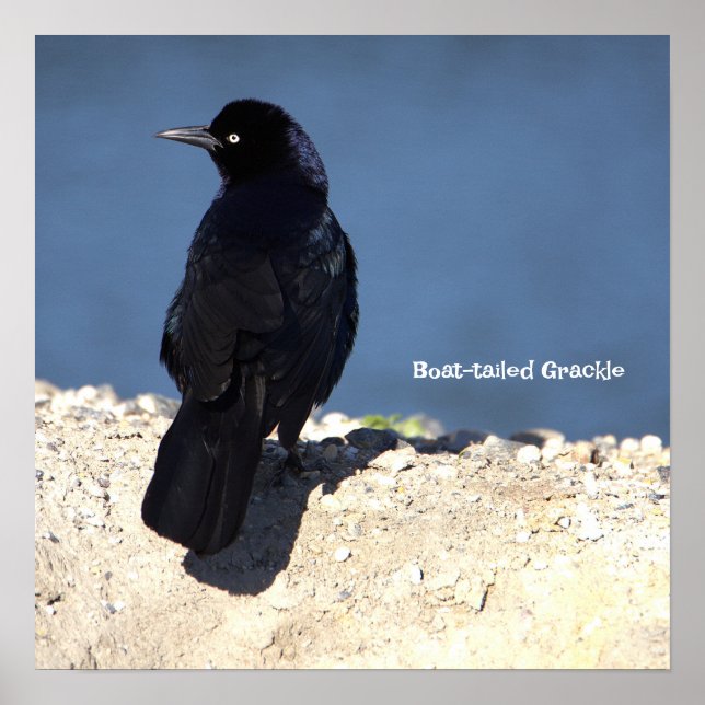Boat-tailed Grackle Poster (Front)