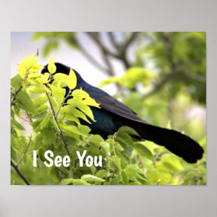 Boat-tailed Grackle Poster