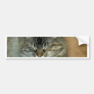 Bob Bumper Sticker