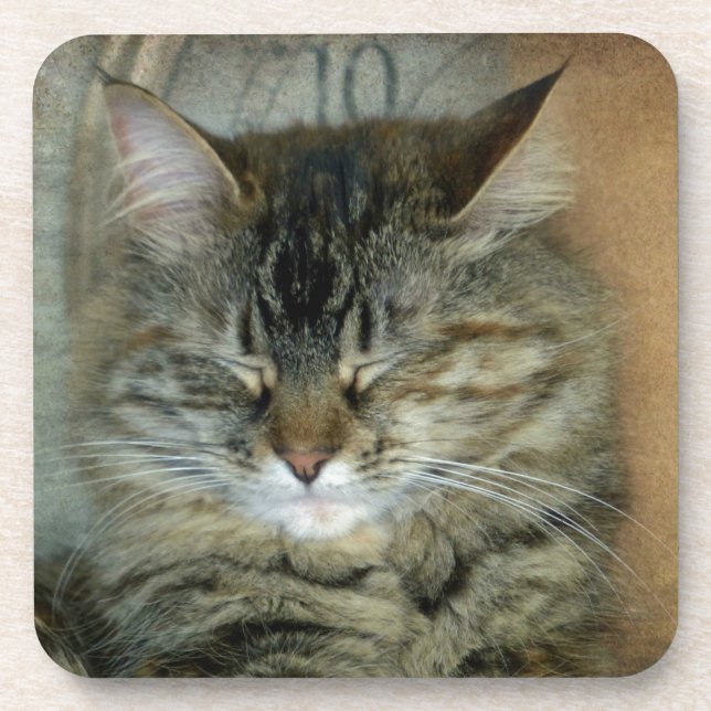 Bob Coaster (Front)