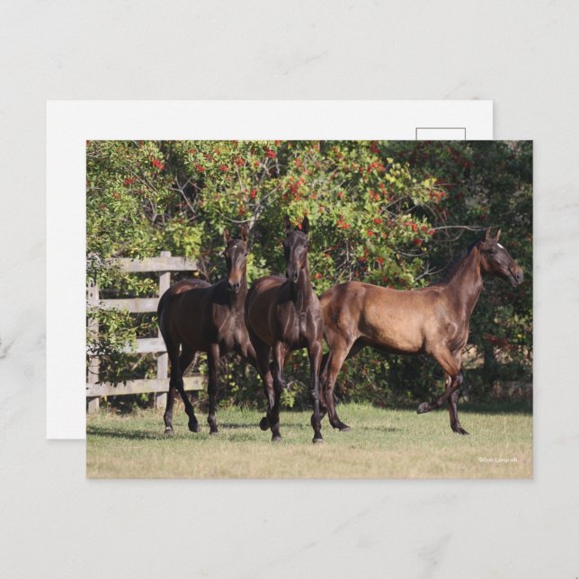 Bob Langrish | 3 Andalucian Youngsters Standing Postcard (Front/Back)