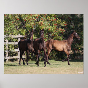 Bob Langrish   3 Andalucian Youngsters Standing Poster