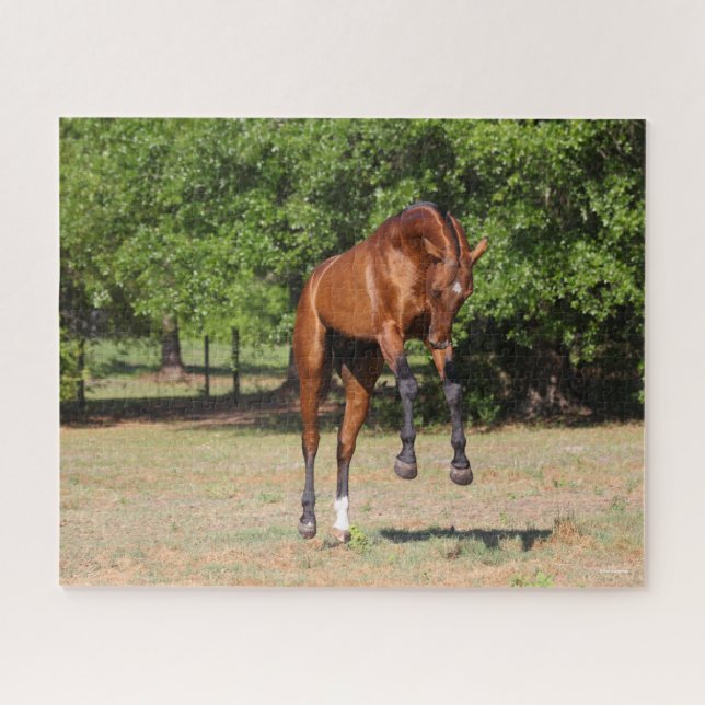 Bob Langrish | Akhal Teke Stallion Leaping Jigsaw Puzzle (Horizontal)
