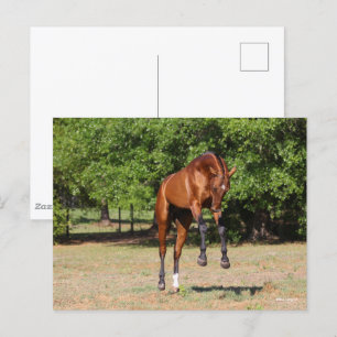 Bob Langrish Akhal Teke Stallion Leaping Postcard