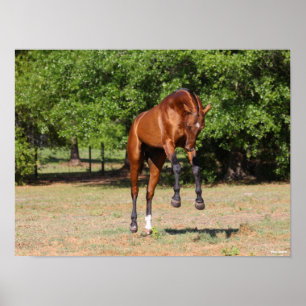Bob Langrish Akhal Teke Stallion Leaping Poster