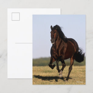 Bob Langrish Andalucian Stallion Running Postcard