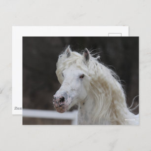 Bob Langrish Appaloosa Friesian Stallion Headshot Postcard