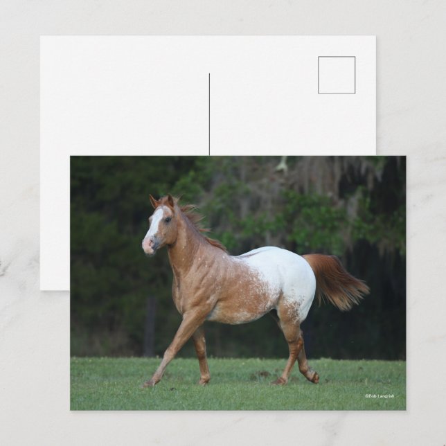 Bob Langrish | Appaloosa Horse Running Postcard (Front/Back)