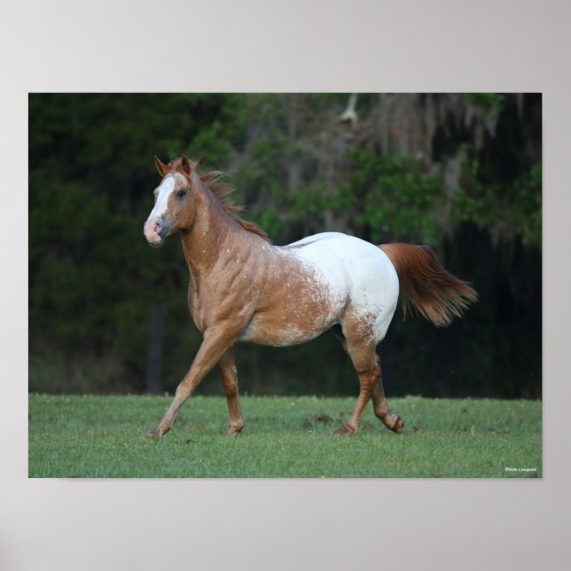 Bob Langrish | Appaloosa Horse Running Poster (Front)