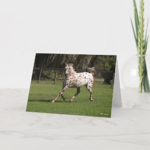 Bob Langrish   Appaloosa Running Card