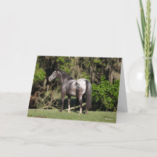 Bob Langrish   Appaloosa Standing Card