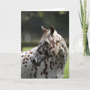 Bob Langrish   Appaloosa Standing Headshot Card