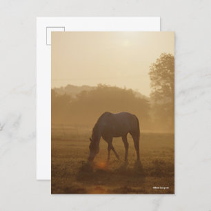 Bob Langrish   Arab Grazing At Sunset Postcard